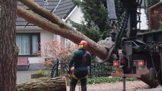 rooien van bomen in Laren